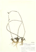 山梗菜屬藏品圖，第1張
